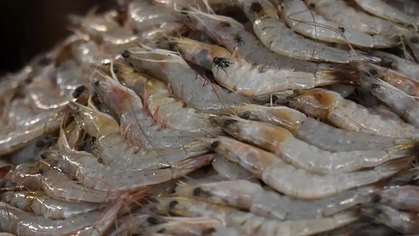 巴海鲜出口快速增长 中国是最大市场