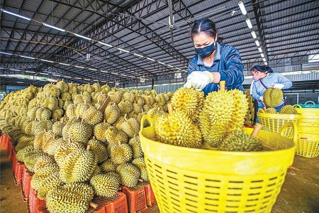 跨国果农_中国经完美电竞济网